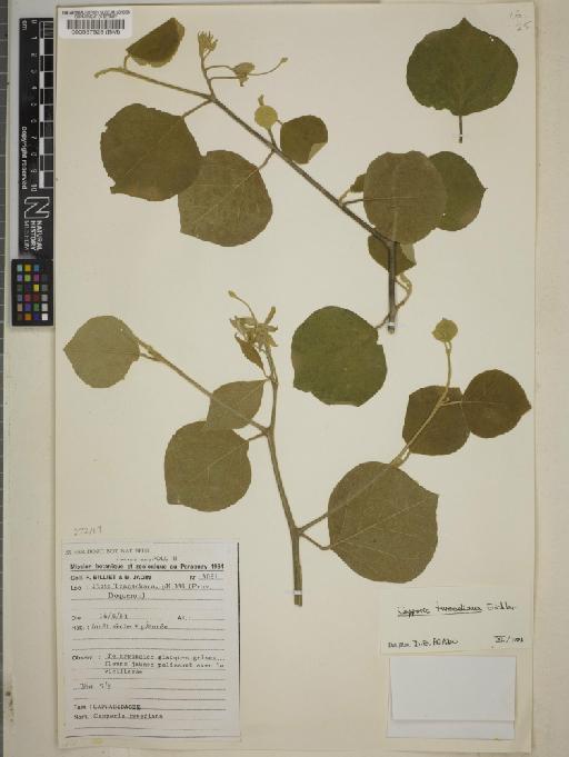 Capparis tweediana Eichler - BM000537928