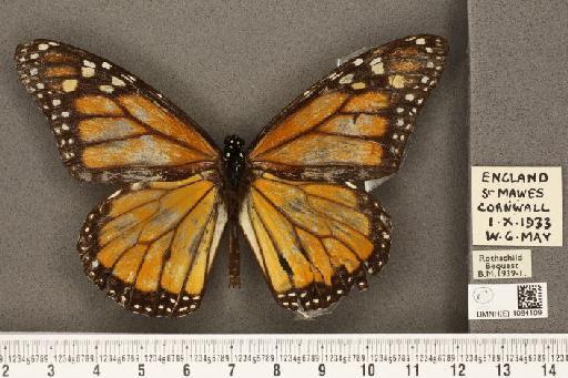 Danaus plexippus (Linnaeus, 1758) - BMNHE_1084109_53268