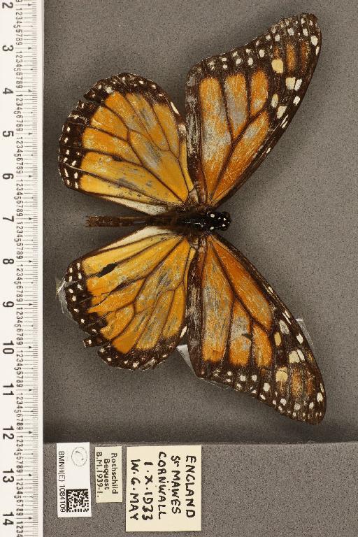 Danaus plexippus (Linnaeus, 1758) - BMNHE_1084109_53268