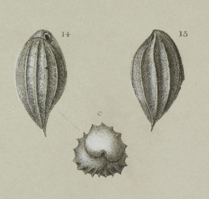 To NHMUK collection (Bulimina rostrata Brady, 1884; Syntype; NHMUK:ecatalogue:3092031)