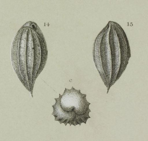 Bulimina rostrata Brady, 1884 - ZF1226_51_14-15_Bulimina_rostrata.jpg