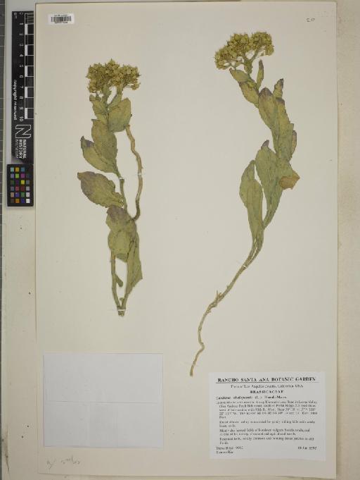 Cardaria chalepense (L.) Handel-Mazzetti - BM010775064