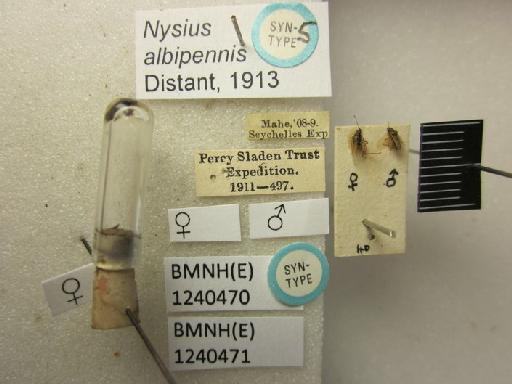 Nysius albipennis Distant, 1913 - Nysius albipennis-BMNH(E)1240471-Syntype male dorsal & labels