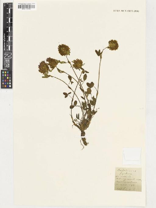 Trifolium pratense L. - BM001037356