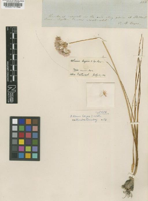 Allium geyeri S.Watson - BM000522114