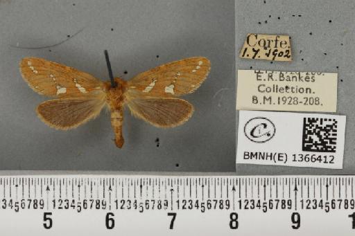 Phymatopus hecta (Linnaeus, 1758) - BMNHE_1366412_186686