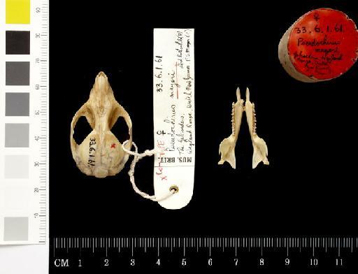 Pseudochirus mayeri Rothschild and Dollman,  1932 - 1933.6.1.61_Skull_Dorsal