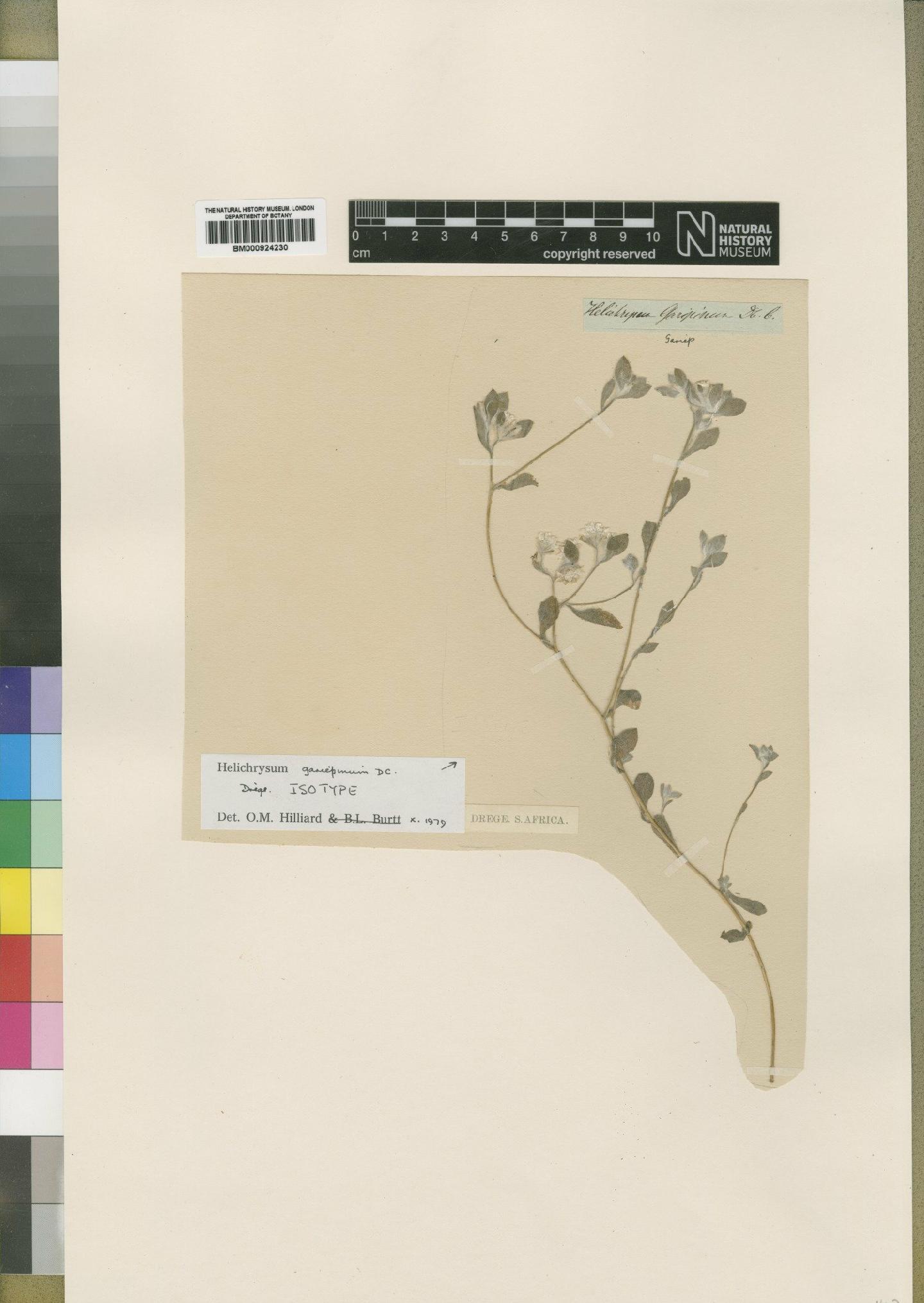 To NHMUK collection (Helichrysum gariepinum DC.; Isotype; NHMUK:ecatalogue:4529258)