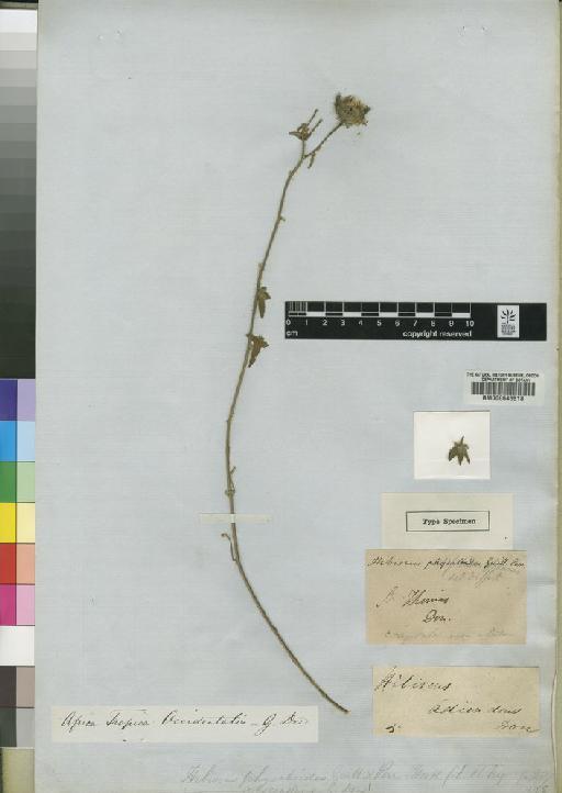 Hibiscus physaloides Guill. & Perr. - BM000645518