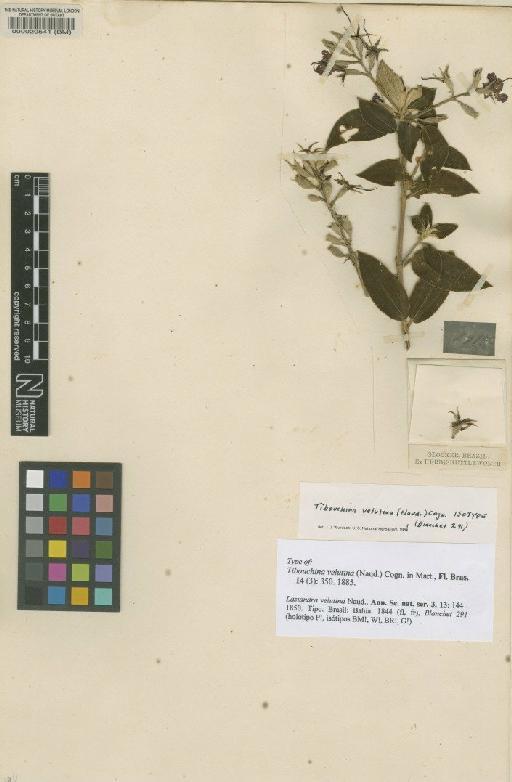 Tibouchina velutina (Naudin) Cogn. - BM000020541