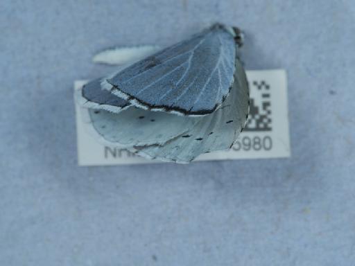 Polyommatus icarus (Rottemburg, 1775) - 013805980_3