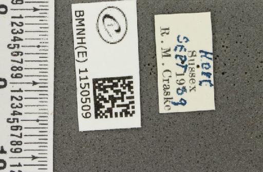 Celastrina argiolus britanna (Verity, 1919) - BMNHE_1150509_label_111732