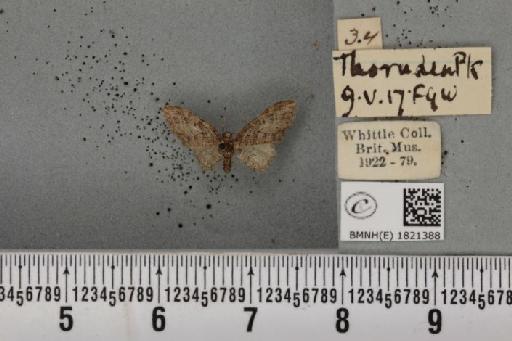 Eupithecia abbreviata Stephens, 1831 - BMNHE_1821388_383719