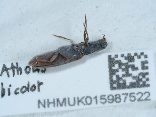 Athous (Orthathous) bicolor (Goeze, 1777) - 015987522_2