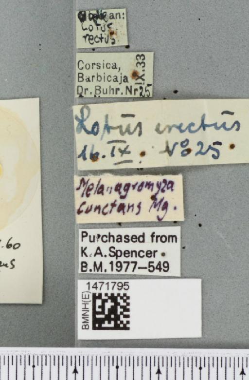Melanagromyza cunctans (Meigen, 1830) - BMNHE_1471795_label_45278