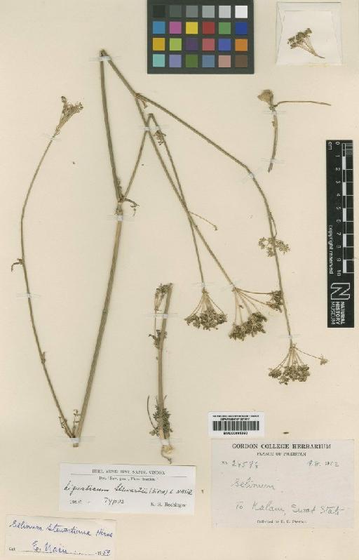 Ligusticum stewartii (Hiroe) Nasir - BM000885360