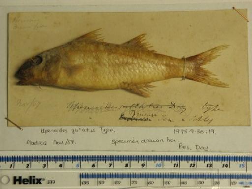 Upeneoides guttatus Day, 1868 - BMNH 1975.9.30.19 Upenoides guttatus SYNTYPE.