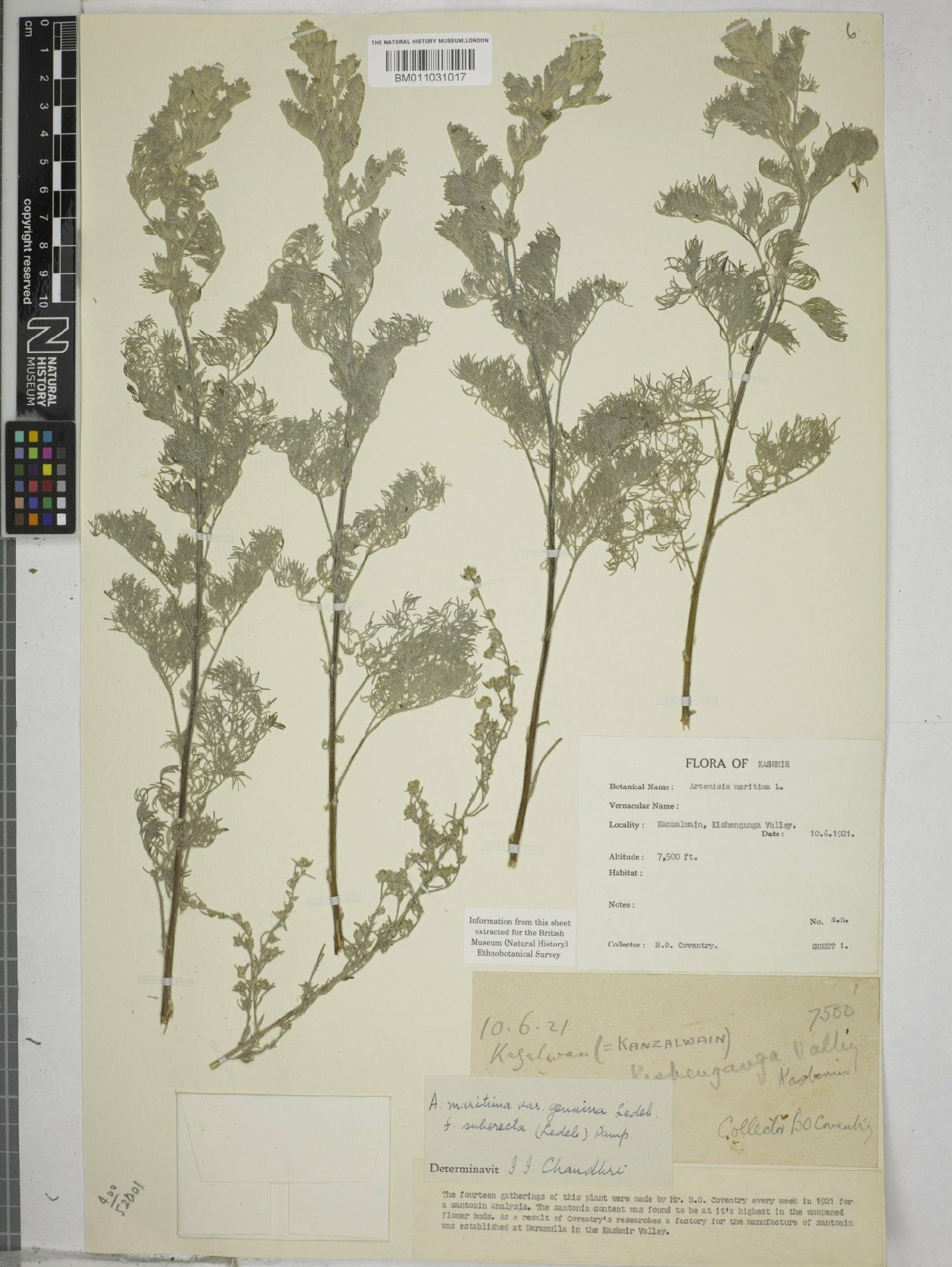 To NHMUK collection (Seriphidium maritimum (L.) Poljakow; NHMUK:ecatalogue:9154711)