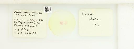 Coccus celatus De Lotto, 1960 - 013529428_117372_1098000_157772_NonType_1_1_1_1_1