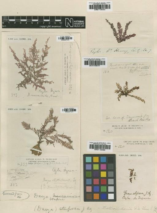 Heterosiphonia stuposa (J.Agardh) De Toni - BM000974014