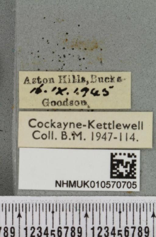 Omphaloscelis lunosa ab. neurodes Herrich-Schäffer, 1840 - NHMUK_010570705_label_628334