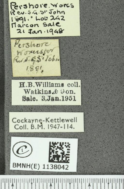 Thecla betulae ab. unistrigata Schultz, 1909 - BMNHE_1138042_label_95290