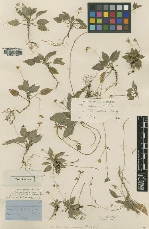 Viola ovatifolia W.Becker - BM000617498