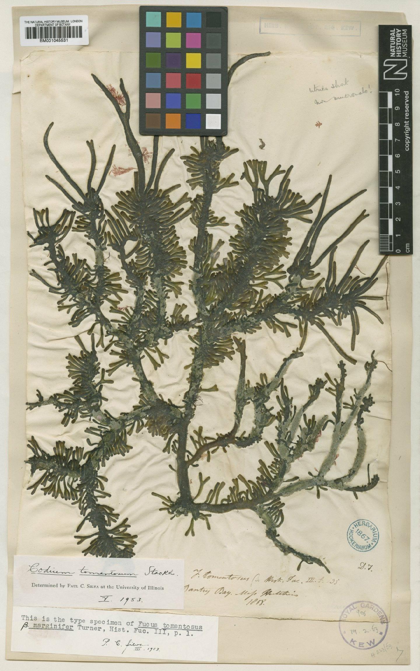 To NHMUK collection (Codium tomentosum Stackh.; TYPE; NHMUK:ecatalogue:739347)