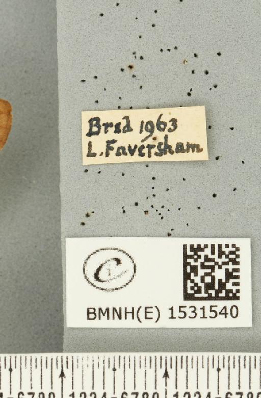 Malacosoma neustria (Linnaeus, 1758) - BMNHE_1531540_label_191345