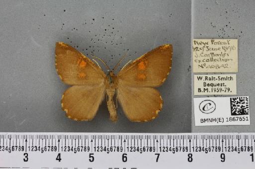 Angerona prunaria ab. smartaria Williams, 1947 - BMNHE_1867651_439907
