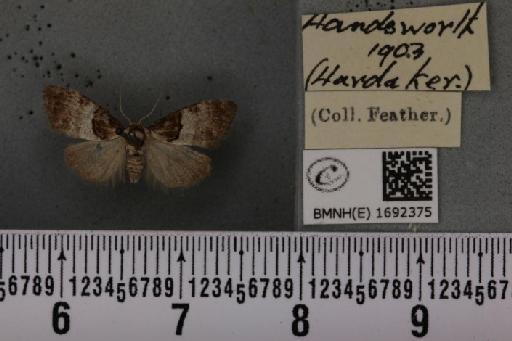 Nola cucullatella (Linnaeus, 1758) - BMNHE_1692375_291921