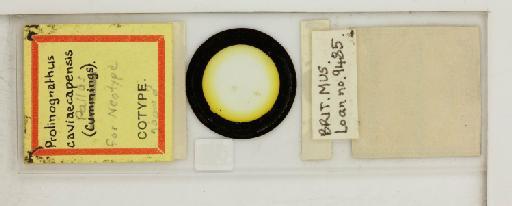 Prolinognathus caviacapensis Cummings, 1913 - 010699530_reverse