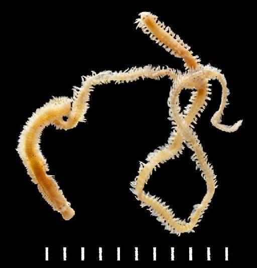 Phyllodoce tahitiensis Monro, 1939 - 402998