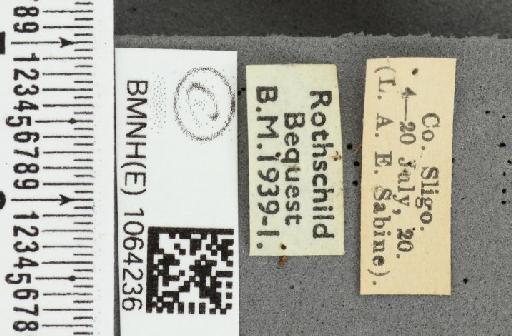 Coenonympha pamphilus ab. postobsoletissima Leeds, 1950 - BMNHE_1064236_label_25519