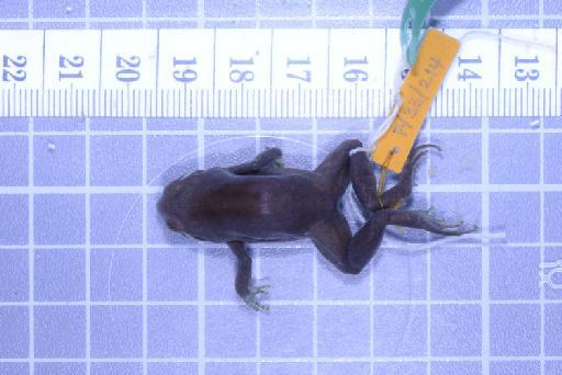 Callulops humicola compta (Zweifel, 1972) - Image of specimen 1961.850