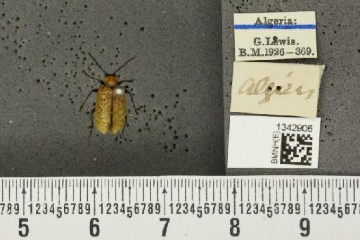 Lilioceris (Lilioceris) lilii stercoraria (Linnaeus, 1767) - Lyndsey_010241_13088