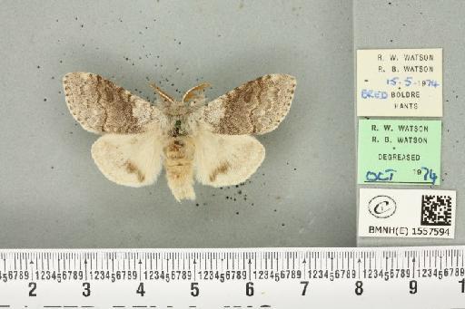 Calliteara pudibunda (Linnaeus, 1758) - BMNHE_1557594_255078