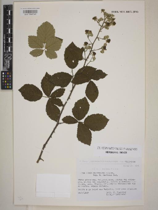 Rubus rusticus Sudre - BM013845040
