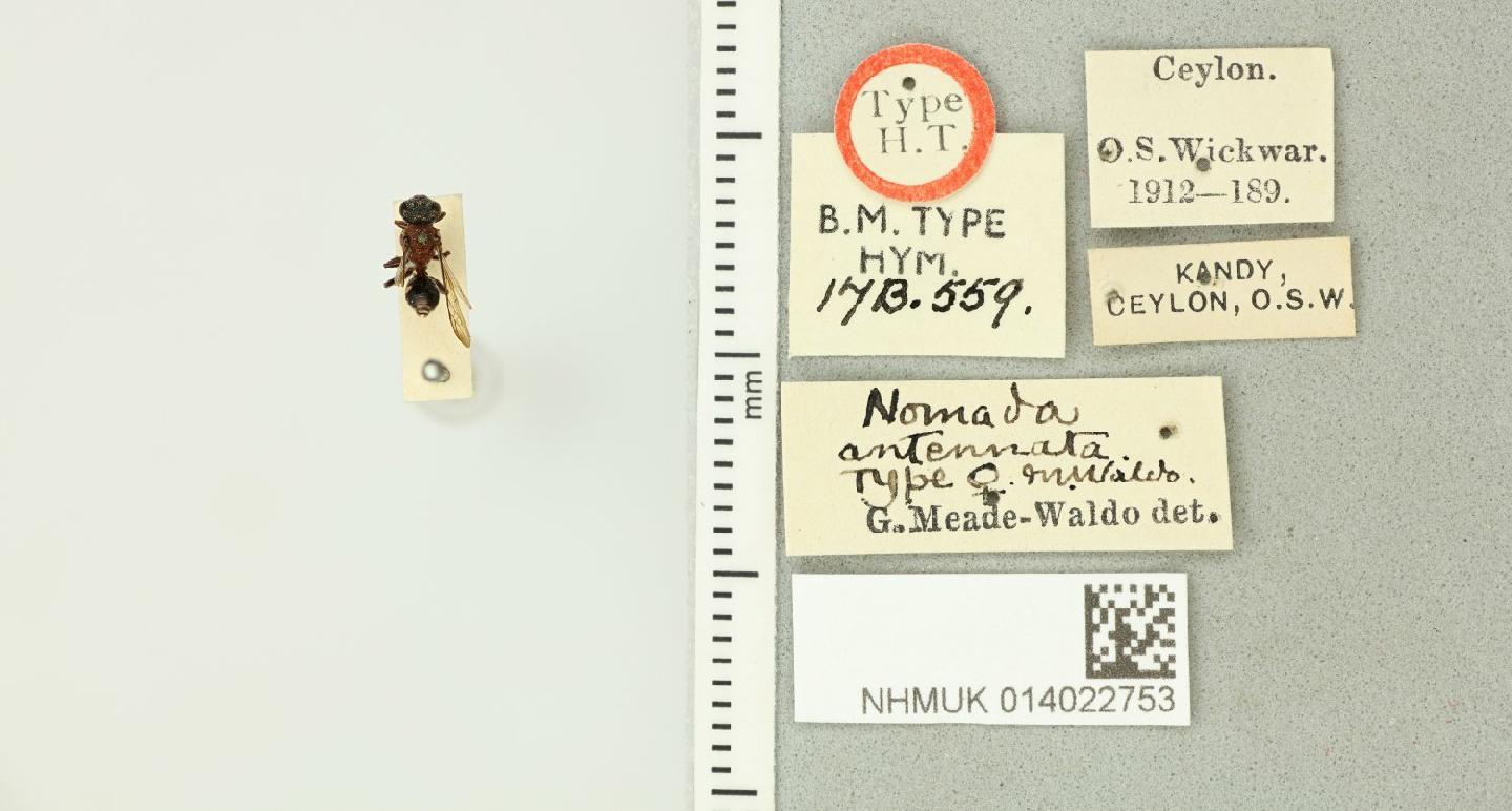 Nomada antennata thumbnail