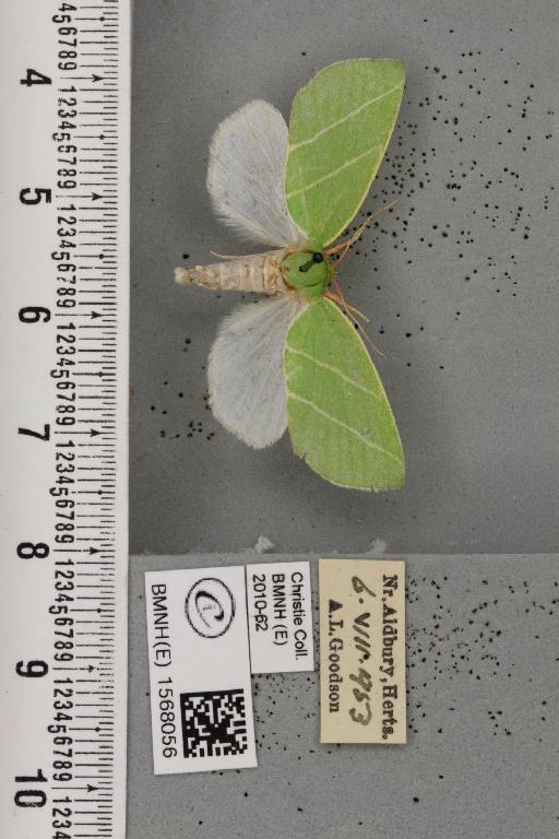 Bena bicolorana (Fuessly, 1775) - BMNHE_1568056_293509