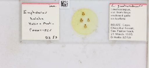 Euphalerus balche Hollis & Martin, 1997 - 013481975_117191_1146103_157687_Type