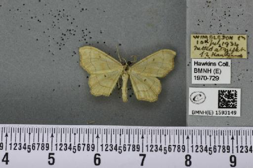 Idaea emarginata (Linnaeus, 1758) - BMNHE_1593149_297745