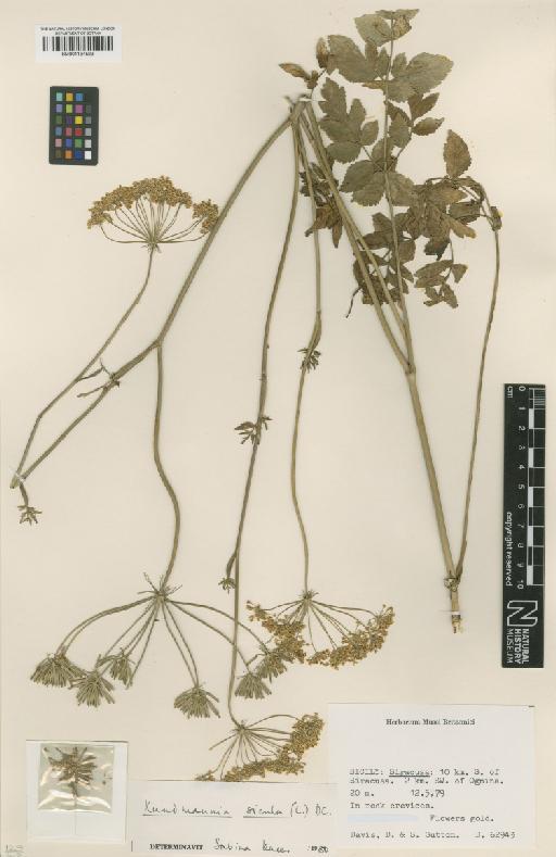 Kundmannia sicula (L.) DC. - BM001134523