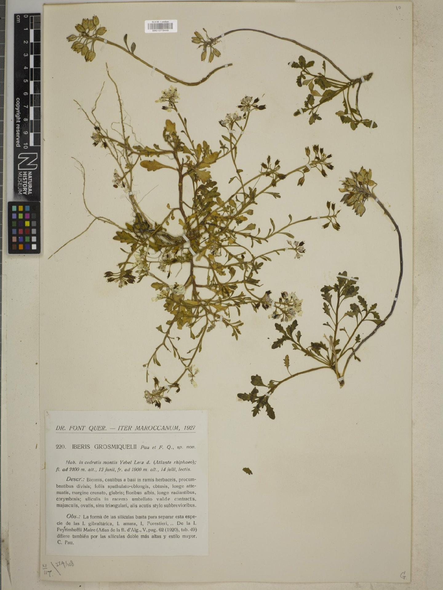 To NHMUK collection (Berkeleya intricata (Kütz.) Grunow; NHMUK:ecatalogue:8436257)