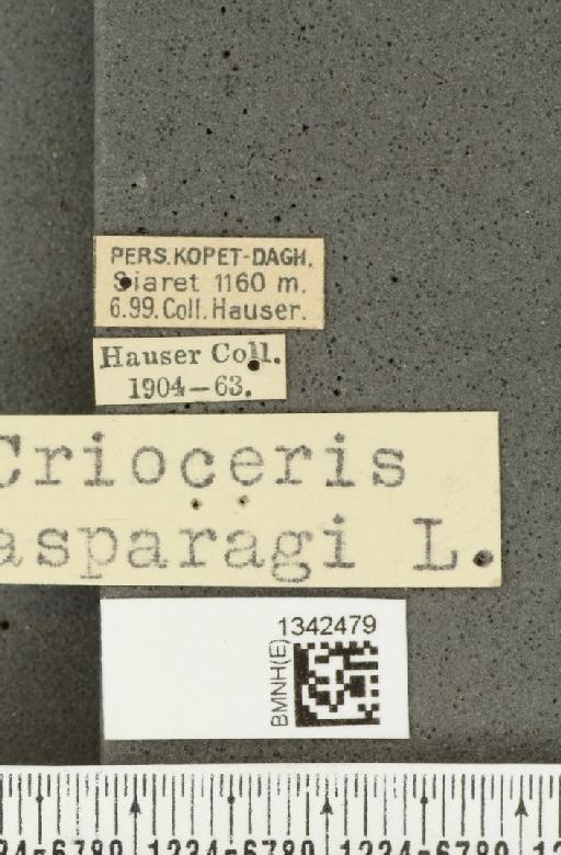 Crioceris (Crioceris) asparagi (Linnaeus, 1758) - BMNHE_1342479_label_12013