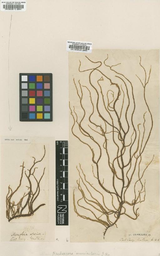 Cladosiphon vermicularis (J.Agardh) Kylin - BM000563543