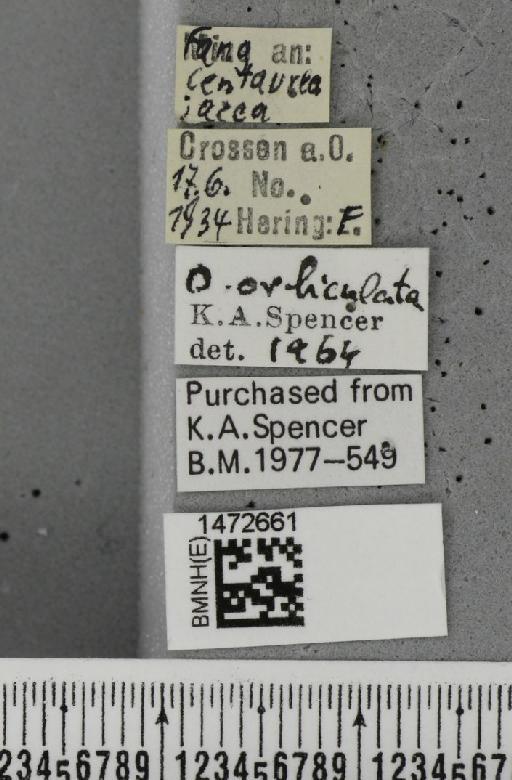 Ophiomyia orbiculata (Hendel, 1931) - BMNHE_1472661_label_60412