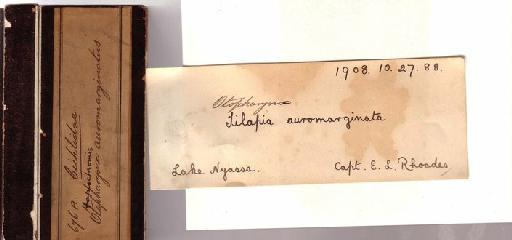 Tilapia auromarginata Boulenger, 1908 - 1908.10.27.88
