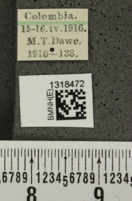 Epitrix nigroaenea Harold, 1875 - BMNHE_1318472_label_24710