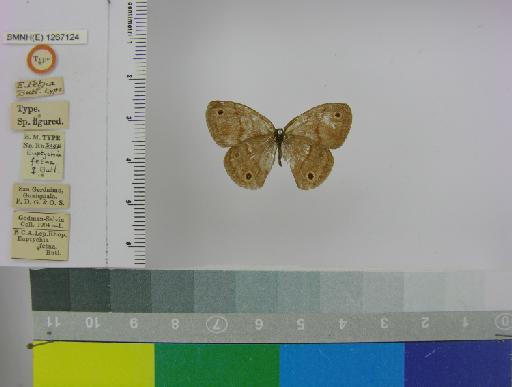 Euptychia fetna Butler, 1870 - BMNH(E)_ 1267124_Euptychia_fetna_Butler_T_female_ (1)